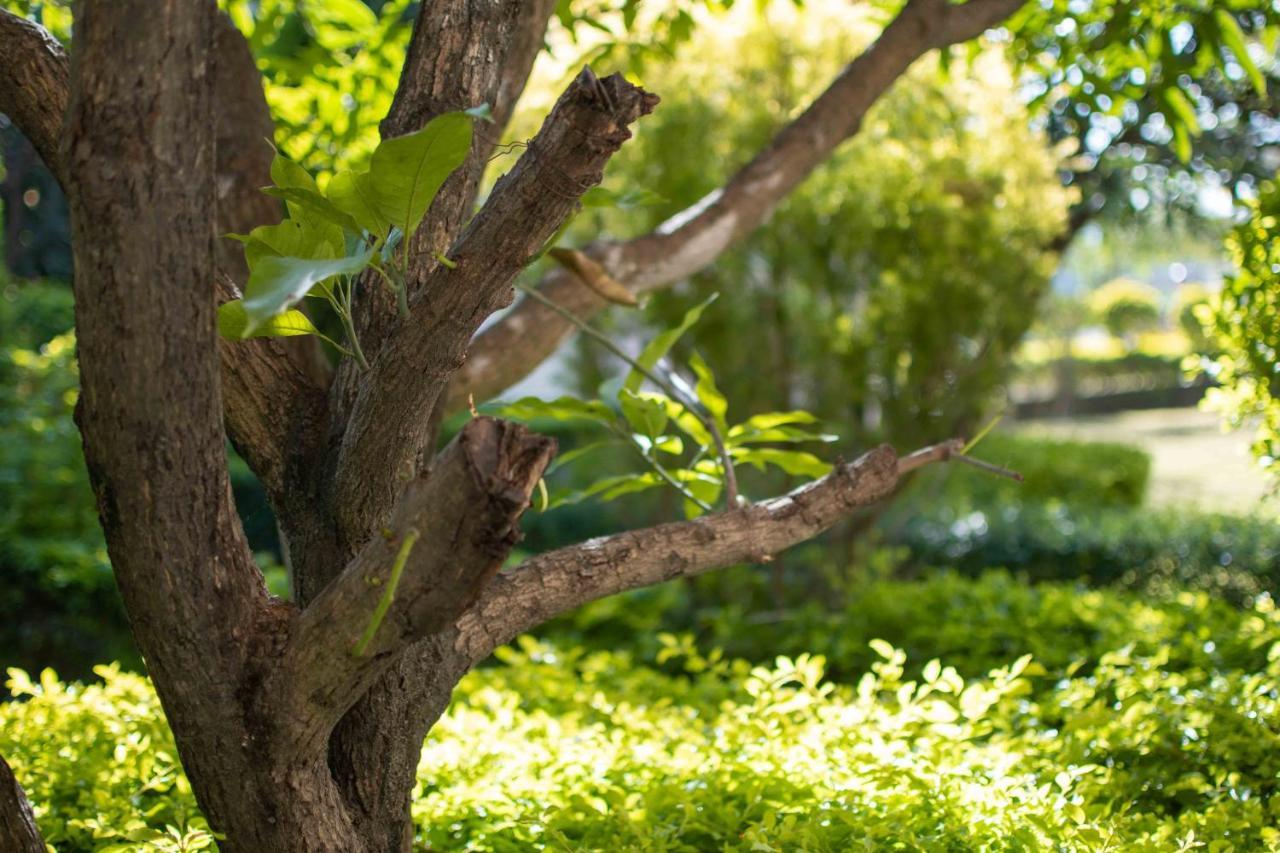 רישיקש Mvt Guesthouse & Restaurant מראה חיצוני תמונה